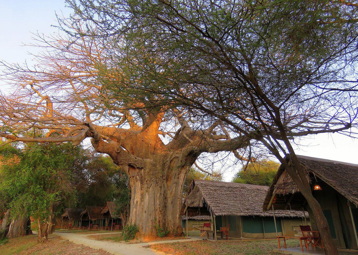 Tarangire Safari Lodge