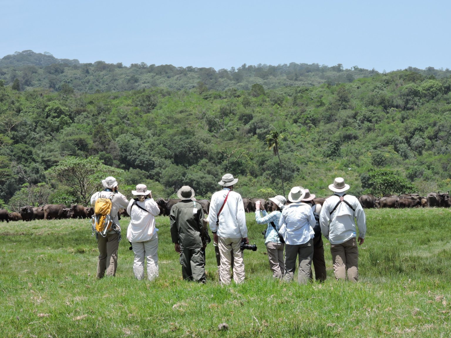 Walking Safaris