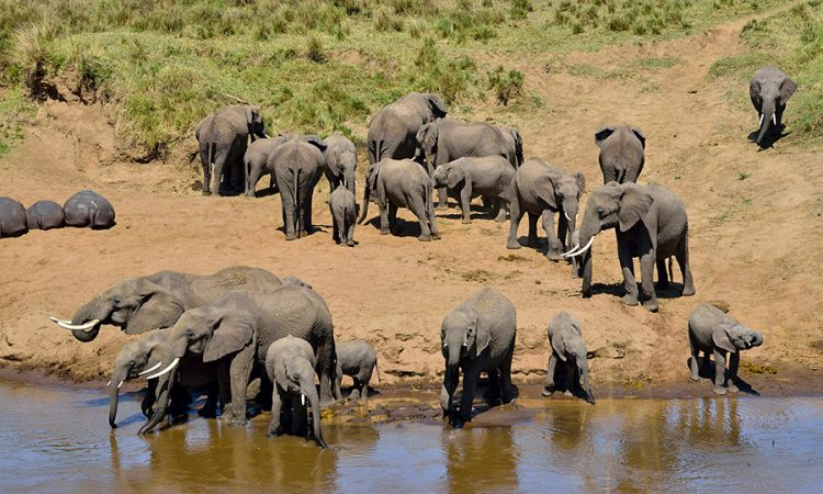 Tarangire-National-Park-750x450