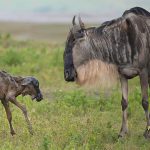 6-Day Wildebeest Calving Photographic Safari