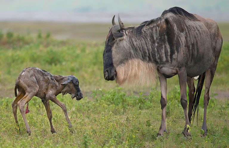 6-Day Wildebeest Calving Photographic Safari