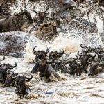 5-Day Mara River Crossing Encounter Safari