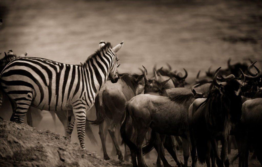 7-Day Great Migration Safari July to October