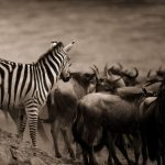 7-Day Great Migration Safari July to October