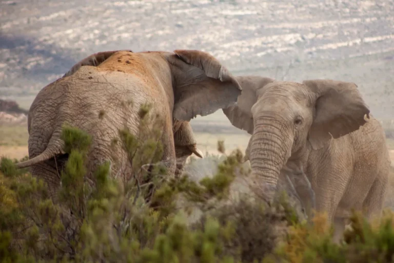 Beyond the Big Five: Uncovering Tanzania’s Unique and Endangered Species on Safari