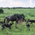 17-Day Great Migration Photographic Safari