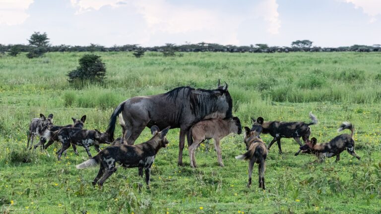 17-Day Great Migration Photographic Safari