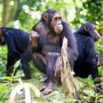 16-Day Mara River & Chimpanzee Safari