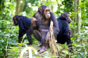 16-Day Mara River & Chimpanzee Safari