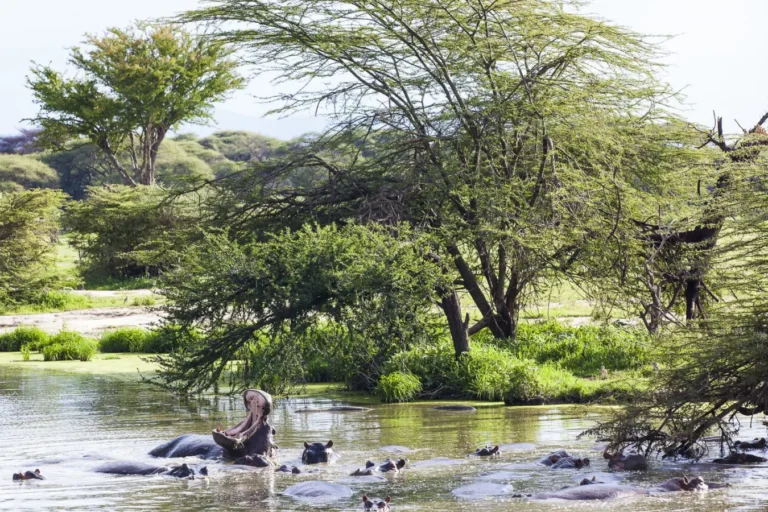 Discover the Hidden Gems of Tanzania: A Guide to Off-the-Beaten-Path Safaris