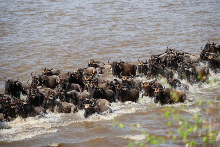 Great Migration