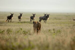 12-Day Calving, Predators & Prey Safari