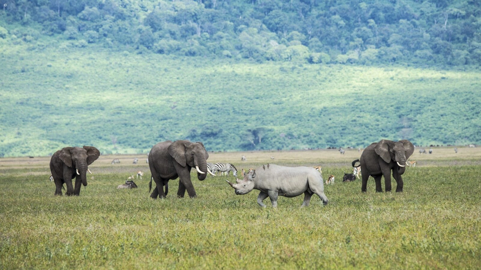 12-Day Calving, Predators & Prey Safari 6 ngorongoro-1600x900-f50_50