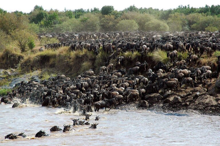 16-Day Great Migration Adventure