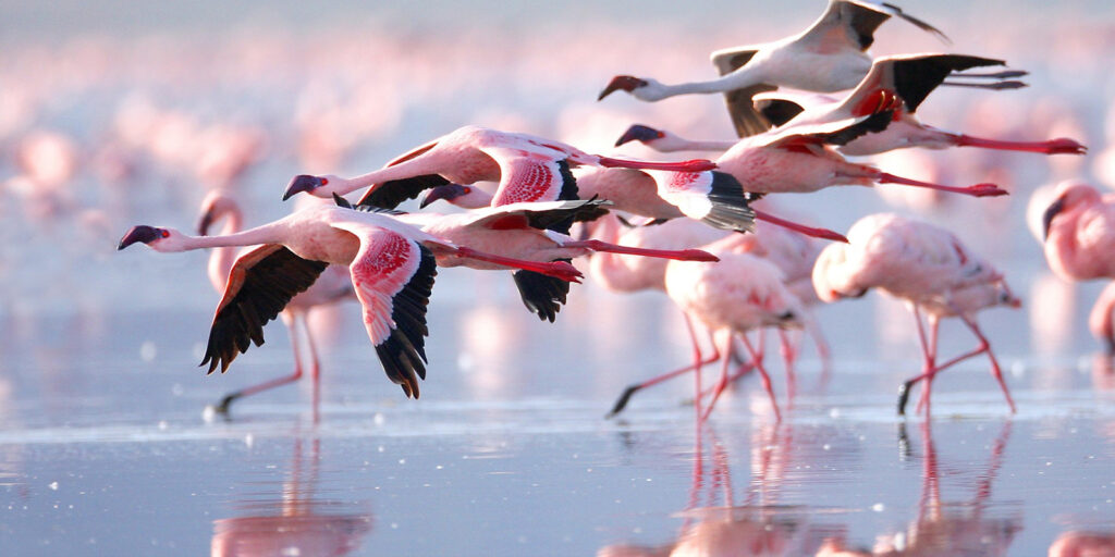 Destinations 20 Lake Nakuru National Park