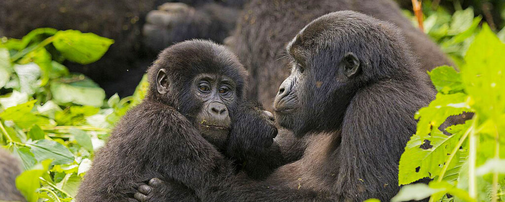 Destinations 10 Bwindi Impenetrable National Park