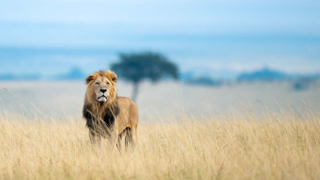 Destinations 8 Maasai Mara National Reserve