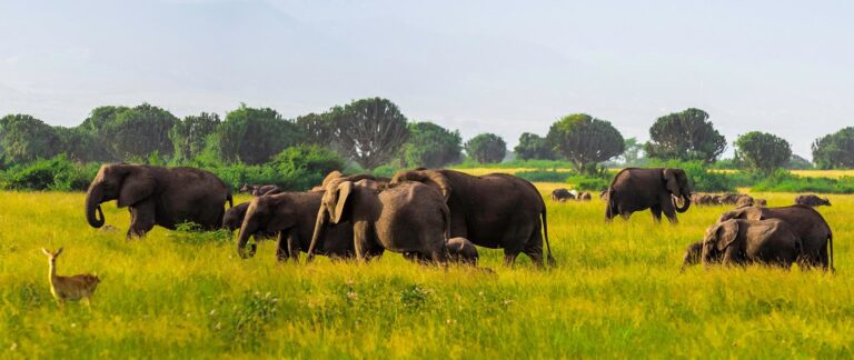 Queen Elizabeth National Park